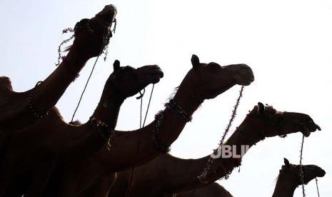  Saat Nabi Muhammad Menyembelih 63 Ekor Unta untuk Kurban. Foto:  Unta kurban / ilustrasi.