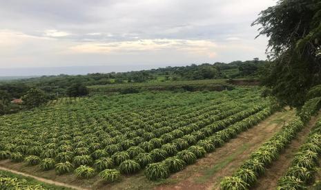 Produk hortikultura tepat dikembangkan karena memiliki nilai jual baik.