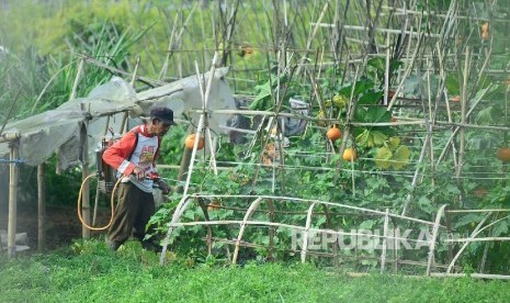 Untuk mengantisipasi serangan hama dan penyakit di musim hujan, seorang petani menyemprotkan obat di ladang kabocha atau labu jepang, di Cikole, Kecamatan Lembang, Kabupaten Bandung Barat,Selasa (19/10). 