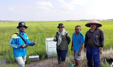 Upaya menekan emisi GRK dilakukan tim CSA di Provinsi Sumatra Selatan, khususnya lokasi kegiatan SIMURP di Kabupaten Banyuasin. Pengujian berlangsung di Desa Mekarsari, Kecamatan Karang Agung Ilir pada hamparan padi seluas 30 hektar, varietas Inpari usia 42 hingga 64 hari setelah tanam (hst).