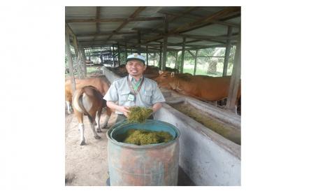 Upaya Penggemukan Sapi Potong di Bangka Tengah