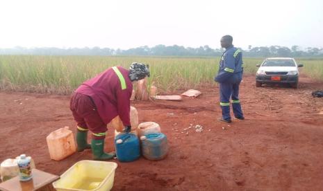 Upaya penyuburan di sebuah desa di Kamerun. 