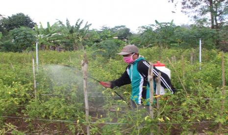  UPTD BPTPH Provinsi Jawa Timur bersama Laboratorium PHP Tulungagung melakukan gerakan pengendalian penyakit patek (antraknosa) menggunakan agens pengendali hayati Trichoderma yang diselang-selingkan dengan Plant Growth Promoting Rhyzobacteria (PGPR). Upaya ini diaplikasikan setiap dua hari sekali.