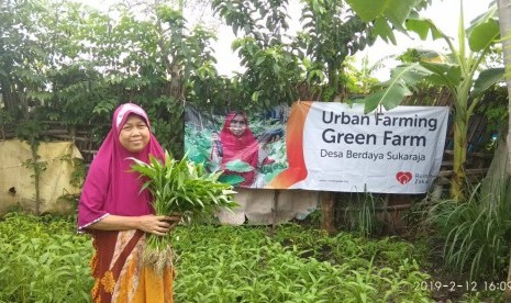 Urban farming di desa berdaya menghasilkan 15 kg kangkung.