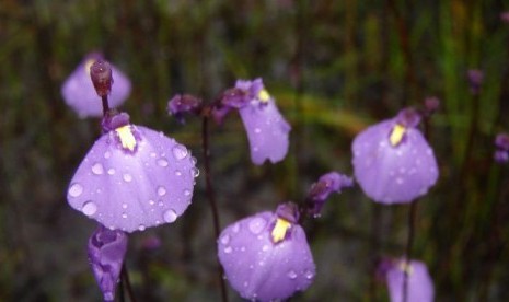 Utricularia dichotoma dikenal juga dengan nama 'fairy aprons', tumbuh di sekitar Kota Zeehan, di pesisir Barat Tasmania.