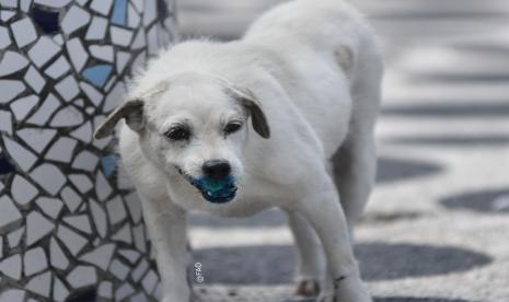 Seorang perempuan tewas dan seorang perempuan lainnya terluka setelah diserang anjing di Inggris selatan