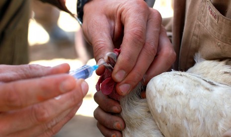 Unggas, salah satu hewan yang bisa menularkan penyakit kepada manusia atau zoonosis