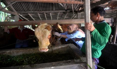 Veteriner Dinas Pertanian, Pangan, dan Perikanan Kabupaten Sleman melakukan vaksinasi penyakit PMK ke ternak warga di Cangkringan, Sleman, Yogyakarta, Selasa (28/6/2022).