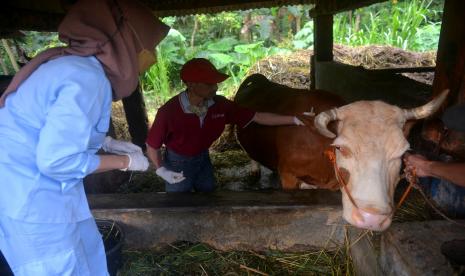 Veteriner Dinas Pertanian, Pangan, dan Perikanan Kabupaten Sleman melakukan vaksinasi penyakit PMK ke ternak warga di Cangkringan, Sleman, Yogyakarta.