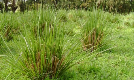  Ribuan rumput vetiver ditanam di tanggul Sungai Cimanuk untuk antisipasi longsor. Ilustrasi.