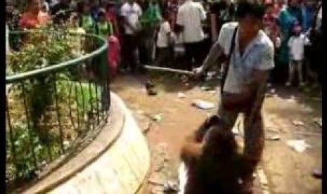 Video penyiksaan orang utan di Kebun Binatang Bandung