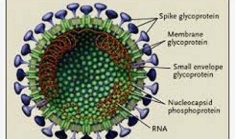 Virus Corona (ilustrasi)