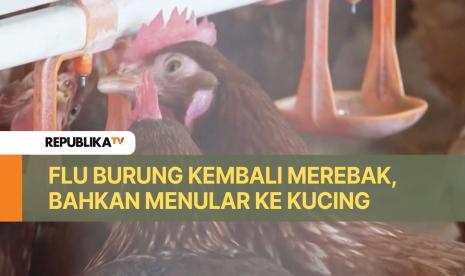 Virus flu burung H5N1 kembali menjadi perhatian pejabat kesehatan AS memasuki 2025