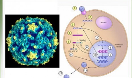 Virus of Polio (illustration)