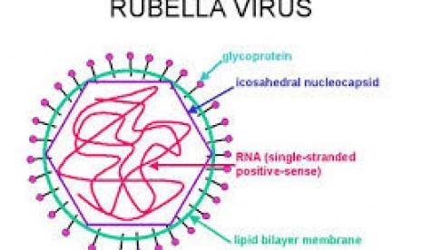 Virus Rubella