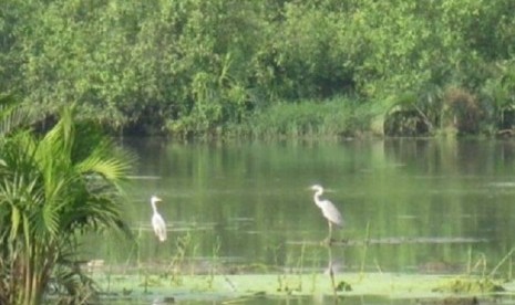 Visitor can listen to bird singing in Muara AngkeNature Reserve. (photo file) 