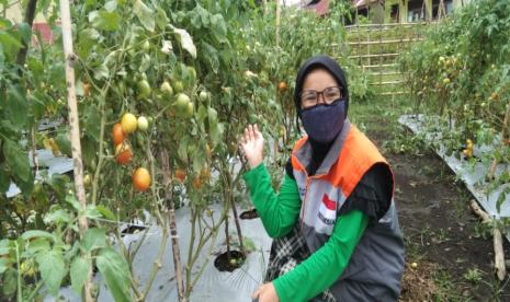 Wabah Covid-19 belum menunjukkan tanda-tanda akan berakhir. Hal ini tentu menimbulkan keresahan di masyarakat.  Beruntung salah satu Desa Berdaya binaan Rumah Zakat yang masuk kategori zona hijau masih bisa melakukan kegiatan panen. Seperti yang dilakukan oleh Kelompok Tani Desa Berdaya