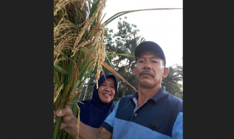 Wagiman dan istri komitmen menanam padi organik.