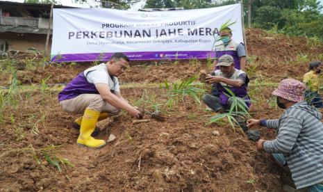 Wakaf produktif kebun jahe 