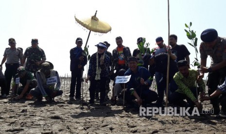 Wakil Gubernur Jawa Barat, Deddy Mizwar menanam bibit mangrove di pantai Desa Klayan, Kecamatan Gunung Jati, Kabupaten Cirebon, Ahad (30/7).