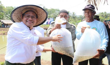 Wakil Ketua DPR RI bidang Korkesra Abdul Muhaimin Iskandar (Gus Muhaimin) menghadiri panen raya sekaligus melepas bibit ikan nila di Kolam Kalungguhan, Desa Utama, Kecamatan Cijeunjing, Kabupaten Ciamis, Jawa Barat, Ahad (27/3/2022).