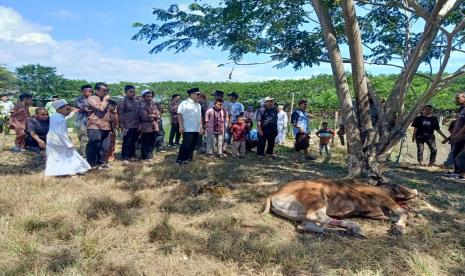 Wakil Ketua MPR Tamsil Linrung meresmikan Pondok Mengaji Murojaah Al-Izza sekaligus melakuan pemotongan tiga sapi untuk kurban Idul Adha.