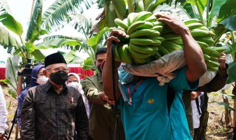 Wakil Presiden KH Ma'rif Amin. Wapres menghadiri acara Panen Pisang Cavendish dalam rangka Program Pengembangan Hortikultura Berorientasi Ekspor di Desa Pulung, Kabupaten Ponorogo, Jawa Timur, Rabu (30/3/2022).