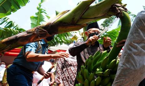 Wapres saat mengikuti panen perdana Pisang Cavendish di Desa Pulung, Kabupaten Ponorogo, Jawa Timur, Rabu (30/3). Wakil Presiden Maruf Amin mendorong petani di desa mulai mengembangkan produk hortikultura berorientasi ekspor untuk meningkatkan perekonomian masyarakat desa tersebut. Wapres mengatakan, hal ini sekaligus sebagai upaya menghindari perpindahan masyarakat desa urbanisasi ke kota.