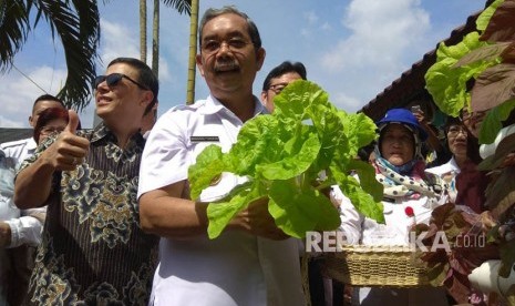 Wali Kota Jakarta Pusat Mangara Pardede saat memanen hasil tanaman hidroponik di RPTRA Taman Guntur, Jakarta Pusat, Rabu (10/1).