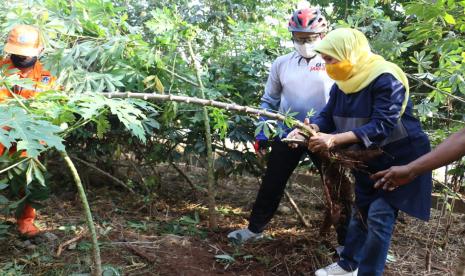 Wali Kota Jakarta Timur, M Anwar (baju putih) dan istri melakukan panen di lahan bawah Tol Becakayu, Jakarta Timur, Selasa (21/7).