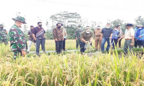 Wali Kota Sukabumi Achmad Fahmi dan Kasdim 0607/Kota Sukabumi, Mayor (Chb) R Khoirullah menggelar panen padi di sekitar lahan Kodim pada Selasa (10/11).