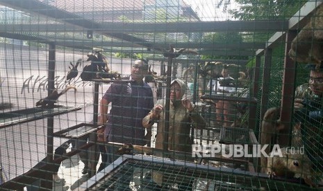 Wali Kota Surabaya Tri Rismaharini melepasliarkan 300 tupai asal Lampung di halaman Balai Kota Surabaya, atau lebih tepatnya di Taman Surya Surabaya, Rabu (26/4).