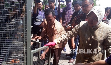 Wali Kota Surabaya Tri Rismaharini melepasliarkan 300 tupai asal Lampung di halaman Balai Kota Surabaya, atau lebih tepatnya di Taman Surya Surabaya, Rabu (26/4).