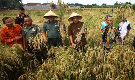 Wali Kota Yogyakarta, Haryadi Suyuti (keempat kiri) menunjukan padi saat acara panen raya padi di Sorosutan, Yogyakarta, Kamis (10/3).