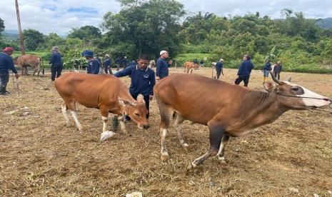  Wali Nagari Batang Barus Syamsul Azwar pada Hari Raya Idul Adha 1444 H gembira menerima tiga ekor kurban dari Pabrik AQUA Solok yang dibagikan kepada warga tiga Desa Jorong yang ada di Kanagarian Batang Barus, Kecamatan Gunung Talang - Solok, yakni Jorong Kayu Aro, Jorong Lubuk Selasih, dan Jorong Kayu Jao.