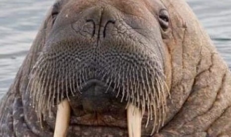 Walrus (ilustrasi)