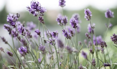 Wangi lavender bersifat menenangkan hingga mampu menghilangkan sakit kepala.