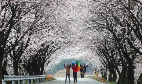 Bunga Sakura Siap Mekar Di Korea Selatan Republika Online