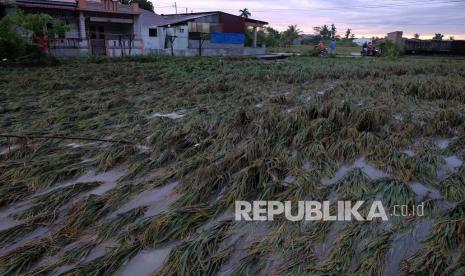 Warga berada di dekat tanaman padi yang rusak pascabanjir di Kecamatan Sunggal, Deli Serdang, Sumatera Utara, Sabtu (5/12/2020). Banjir yang terjadi Jumat (4/12) dini hari akibat meluapnya aliran sungai Belawan menyebabkan ribuan rumah terendam dan sejumlah areal tanaman pertanian rusak. 