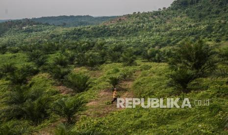 Warga berada di perkebunan kelapa sawit Leuwidamar, Lebak, Banten, beberapa waktu lalu.