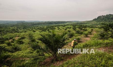 Warga berada di perkebunan kelapa sawit Leuwidamar, Lebak, Banten. Kementerian Pertanian (Kementan) membentuk Gugus Tugas Peremajaan Kelapa Sawit Pekebun untuk mempercepat realisasi peremajaan yang tak pernah mencapai target.