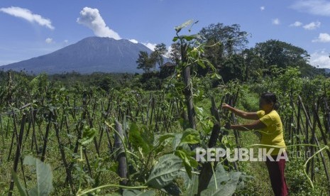 Warga berkebun dengan latar belakang Gunung Agung menyemburkan asap bercampur abu vulkanis, di Sidemen, Karangasem, Bali, Jumat (8/12). 