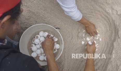 Warga bersama pecinta lingkungan mengumpulkan telur penyu di pesisir Pantai Jung Pakis, Tulungagung, Jawa Timur, Kamis (25/7/2019).