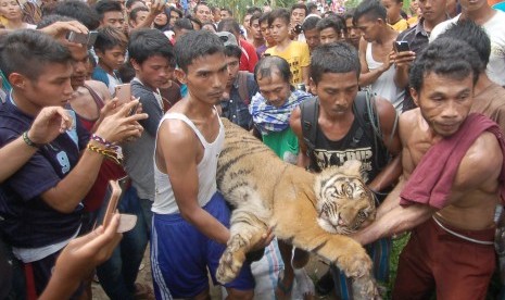 Warga bersama petugas terkait mengevakuasi harimau sumatera (panthera tigris sumatrae) yang sudah dibius menuju ke kandang besi di Nagari Mandeh, Kab.Pesisir Selatan, Sumatera Barat, Jumat (27/5).  (Antara/Iggoy el Fitra) 