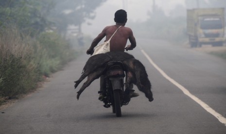 Belasan Babi Hutan di Bengkulu Mati Terserang Flu Babi