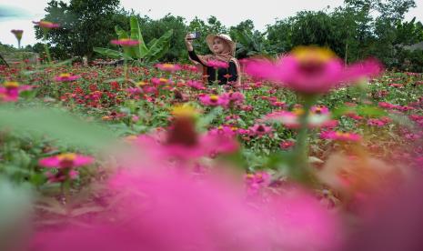 Warga berswafoto di Kebun Tanaman Bunga Celosia Garden Ake di Sungailiat, Kabupaten Bangka, Kepulauan Bangka Belitung, Sabtu (31/10/2020). Kebun tanaman Bunga Celosia dan Bunga Zenia yang didominasi bunga berwarna kuning, merah dan merah mudah itu itu menjadi tempat wisata dadakan bagi masyarakat di pulau Bangka. MUI Babel Kembangkan Kampung Pangan Halal di Bangka