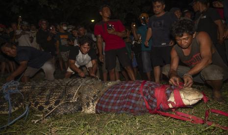 Warga berusaha melepas ikatan buaya liar setelah berhasil melepas ban bekas yang melingkar pada lehernya di Palu, Sulawesi Tengah, Senin (7/2/2022).