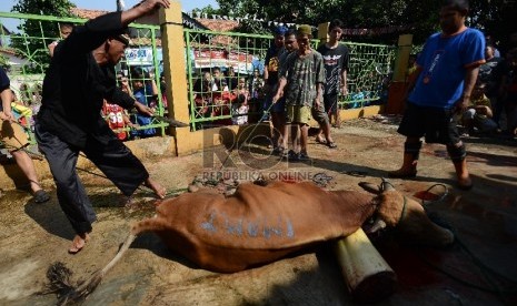 Warga berusaha menjatuhkan sapi untuk disembelih dalam rangka berkurban di perkampungan betawi, Jakarta Selatan, Kamis (24/9).Republika/Raisan Al Farisi