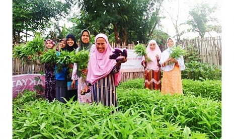 Kaum ibu sedang memanen sayuran di Kebun Gizi yang terletak di Kampung Rawa Baru, Kel. Sukaraja Kec. Bumiwaras,  Bandar Lampung