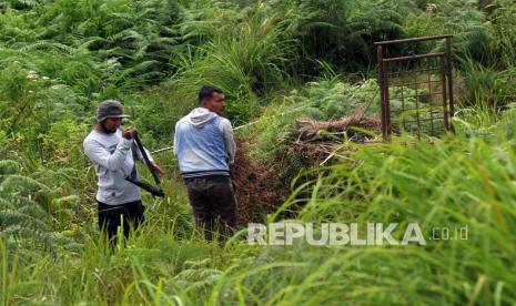 Warga dan petugas BKSDA memeriksa kondisi perangkap harimau sumatera (panthera tigris sumatrae) di Jorong Ingu, Nagari Simpang Tanjung Nan Ampek, Kecamatan Danau Kembar, Kabupaten Solok, Sumatera Barat, Sabtu (5/12/2020). BKSDA Sumbar memasang tiga perangkap sejak Kamis (3/12/2020) di nagari tersebut untuk menangkap dua ekor harimau sumatera yang masuk ke pemukiman. 